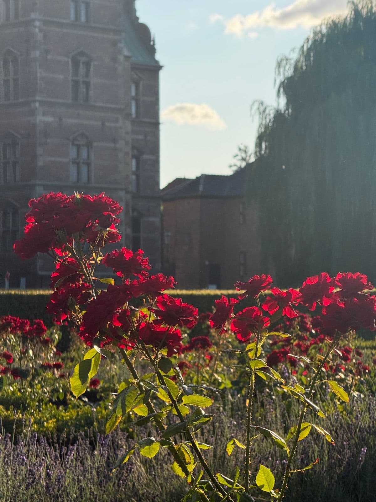 Kongens Have